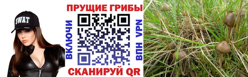 Псилоцибиновые грибы GOLDEN TEACHER  цены наркотик  Майкоп 
